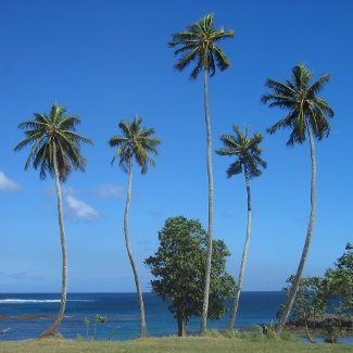 Vanuatu 2010