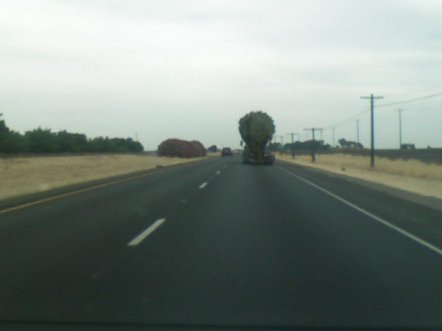 palm tree on truck 1
