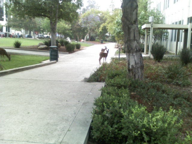 deer at jpl