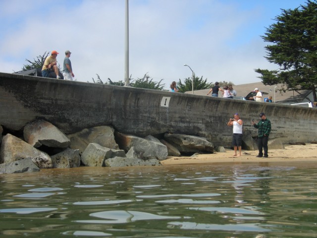 Sea lion pups were chilling out near the marina and public beach.  People kept going up and photographing them.