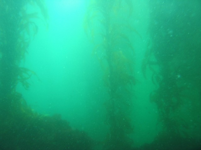 My first venture into a kelp forest!  This kelp was pretty easty to swim through.  I've heard horror stories of inexperienced (and the occasional seasoned pro) divers ending up cocooned in kelp.