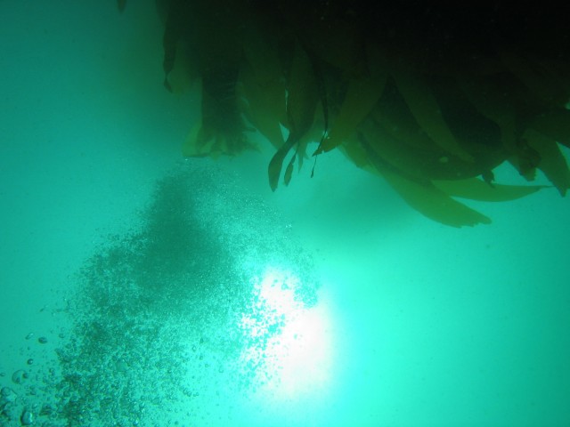 The sun from 30 feet with some bubbles from my regulator racing toward the surface.  This kelp plant reminded me of a tree when I looked up.