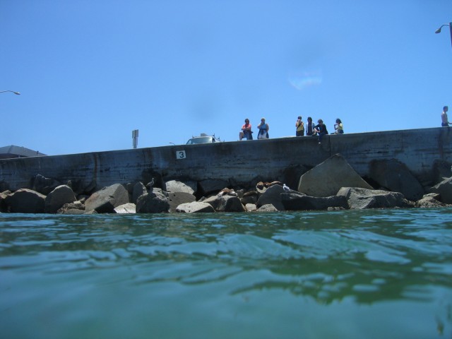 Sea lions were hanging out on the rocks of the breakwater as well.  People were gawking at them and trying to feed them.