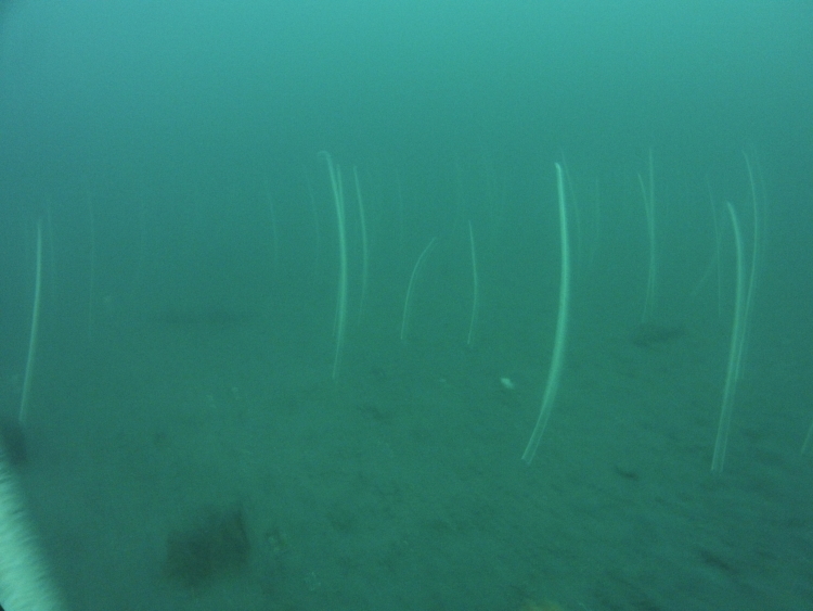 DCIM100GOPRO